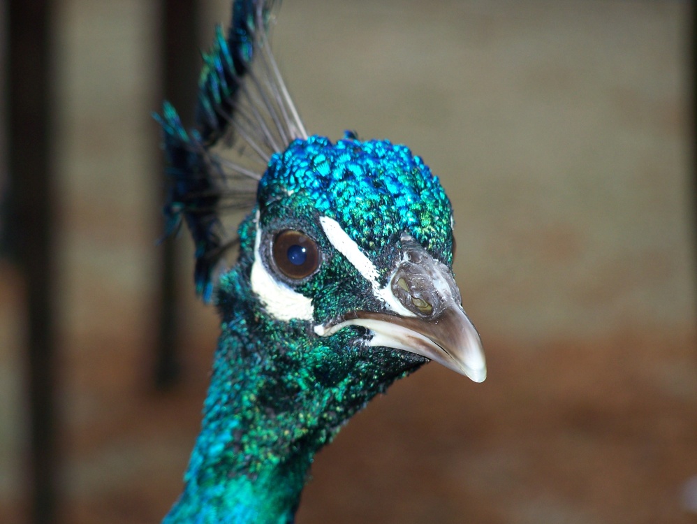 Photograph of Peacock