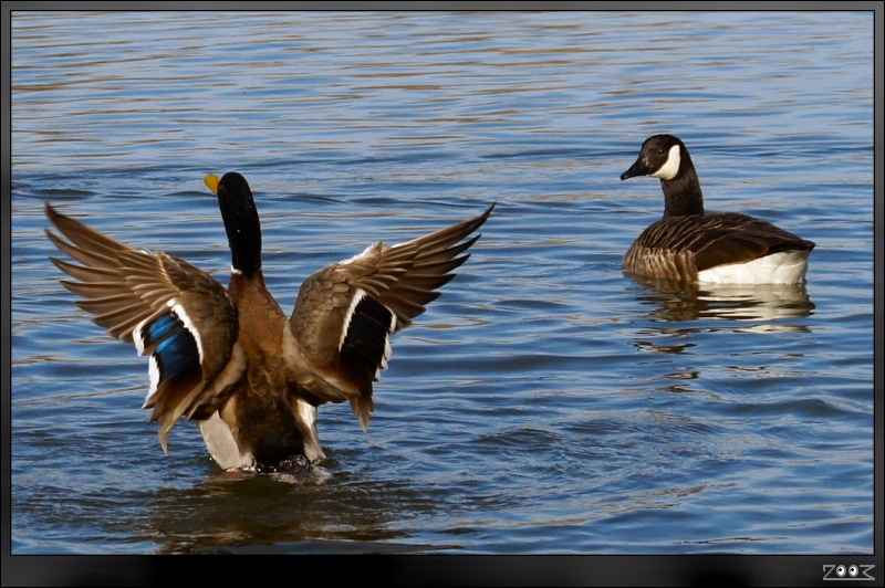 Sixfields - Flood Storage Reservoir