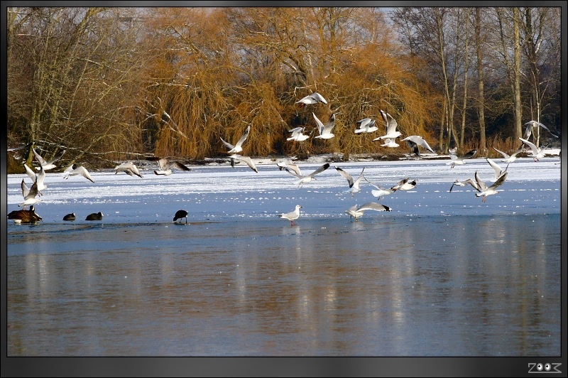 Northampton - Nene Valley Reservoir
