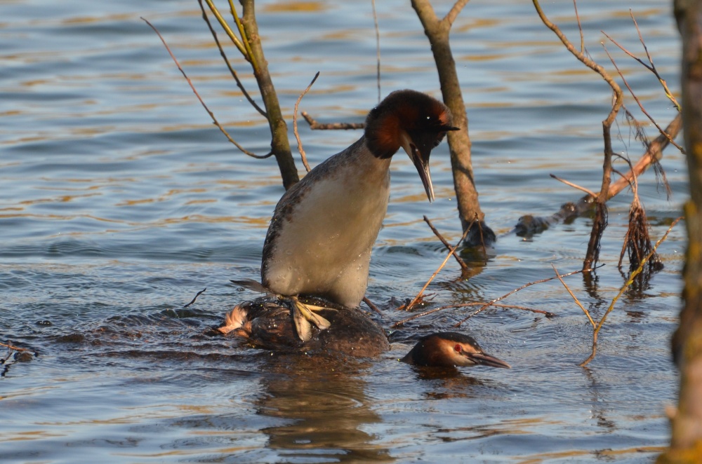 Great Crested Grebes mating, Watermead Park