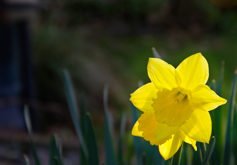 Photograph of Daffodil