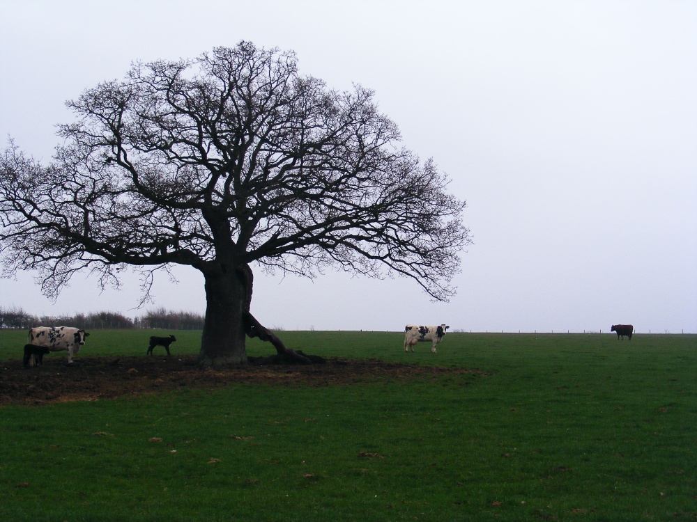 A rural view of Great Bookham