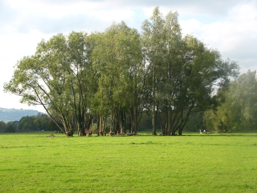 Castle Meadow Trees