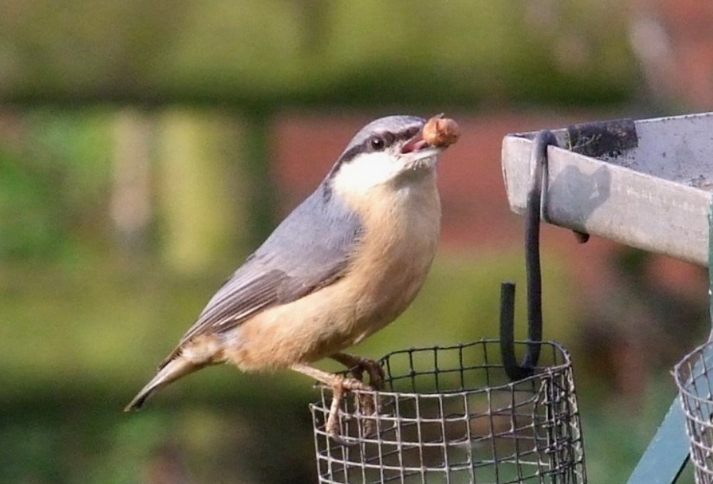 Nuthatch with Peanut