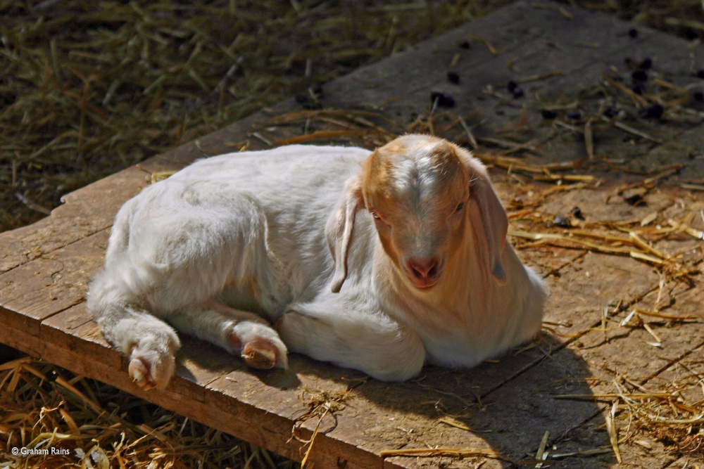 Stour Valley Spring, Shillingstone.