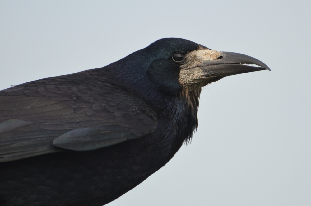 Photograph of Rook, Amesbury