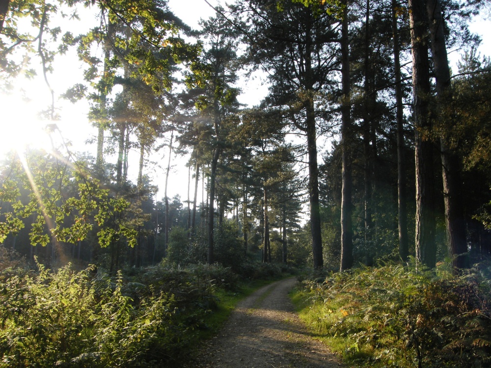 Photograph of Woodland Walk