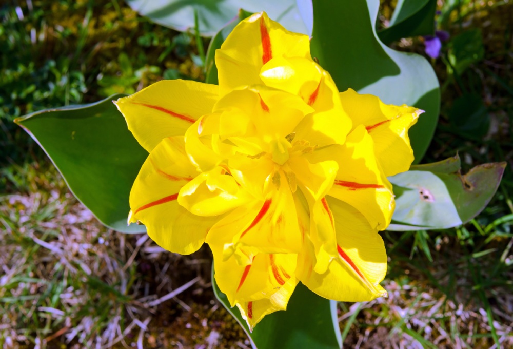 Variegated Tulip in East Farleigh