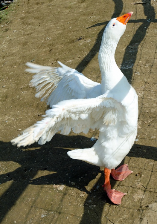 Goose at Museum of Kent Life, Maidstone