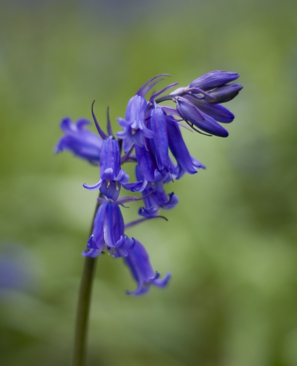 Bluebells at Badbury Clumps, Oxfordshire