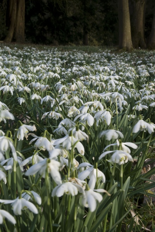Snowdrops at Colesbourne Park
