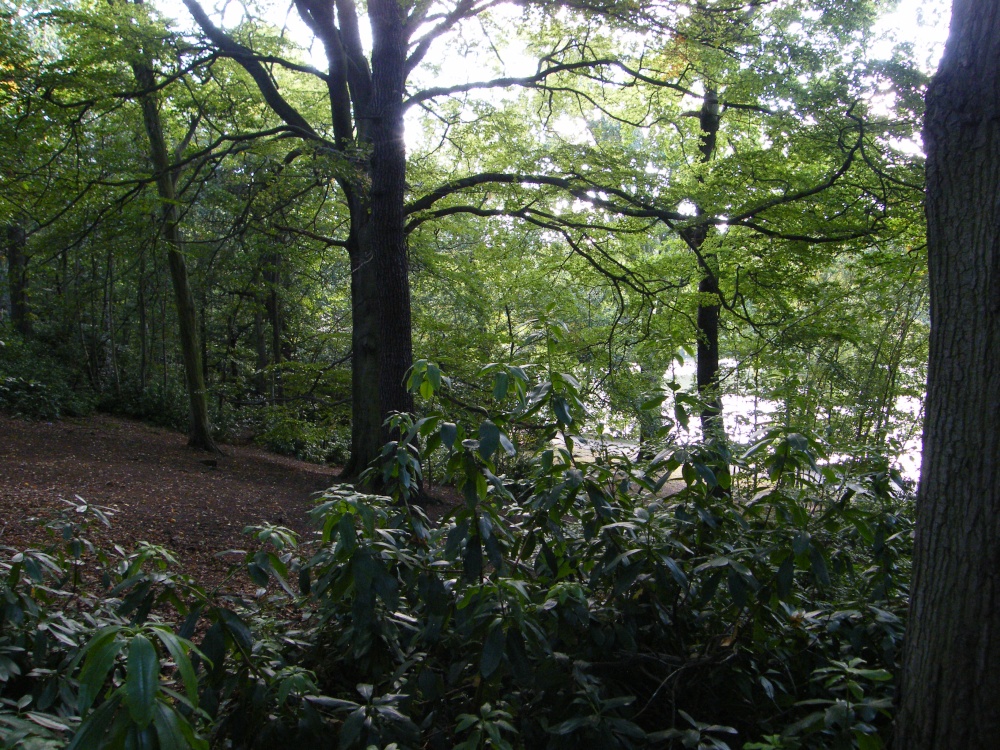 Photograph of Newmiller woods