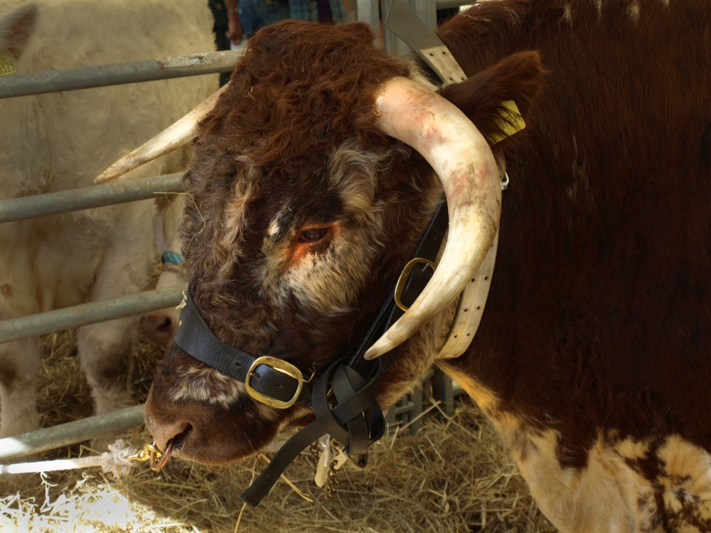 Lake District, Westmoreland Show
