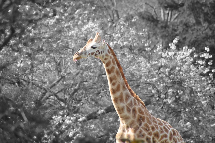 Paignton Zoo April 2012 - Young Giraffe