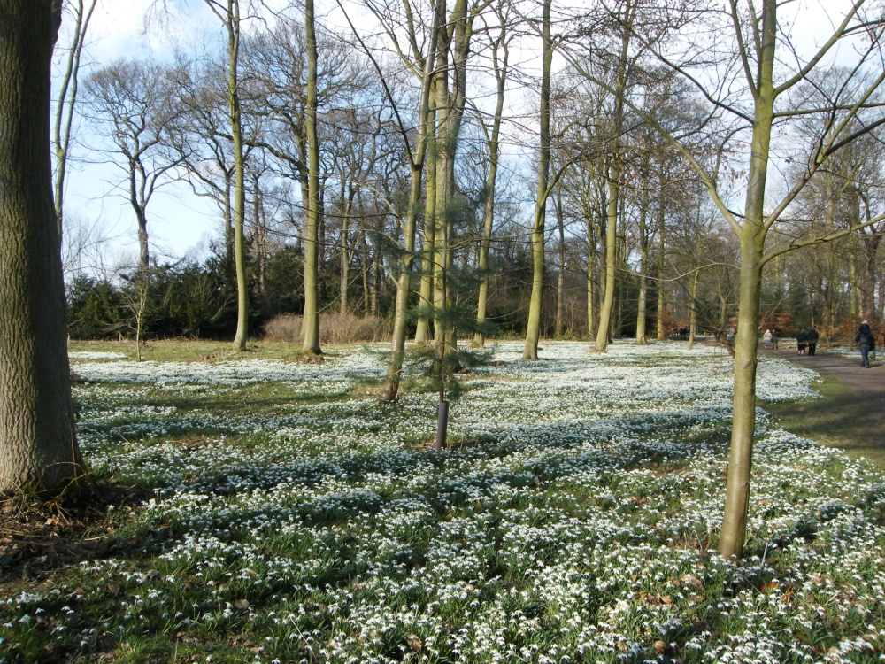 Photograph of Hodsock Priory Snowdrops