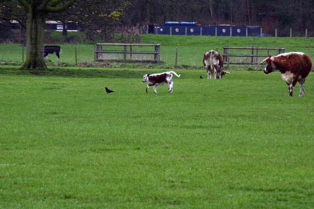 Playing in the park, Shugborough Estate