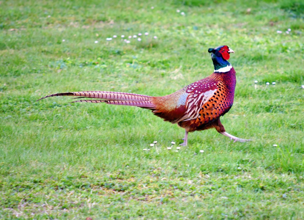 Wildlife in East Farleigh
