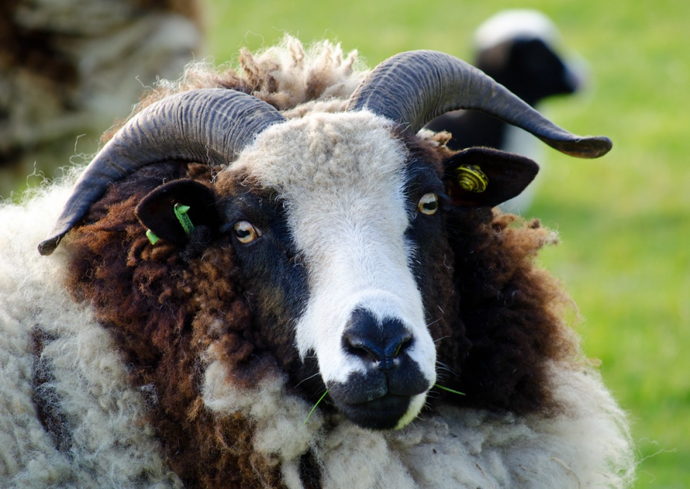 East Farleigh Sheep