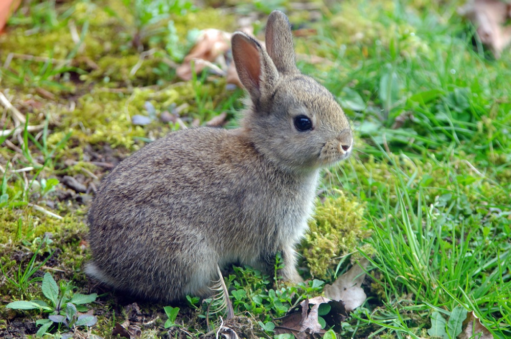 Baby Bunny in my garden - East Farleigh