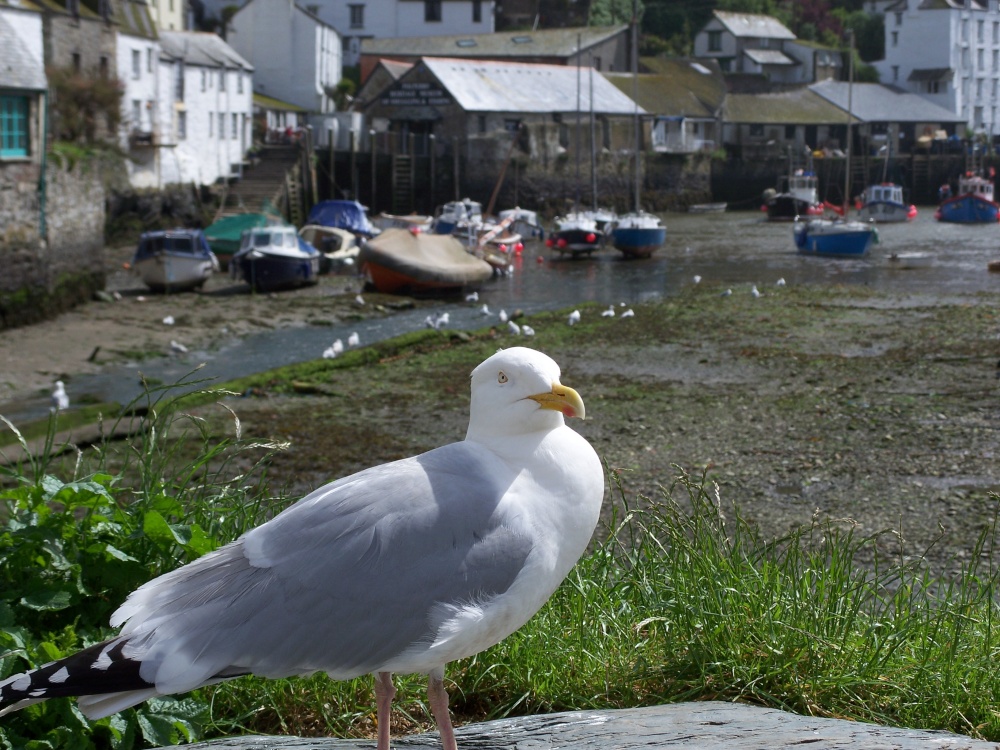 Photograph of The Polperro Pasty and Chip Pincher