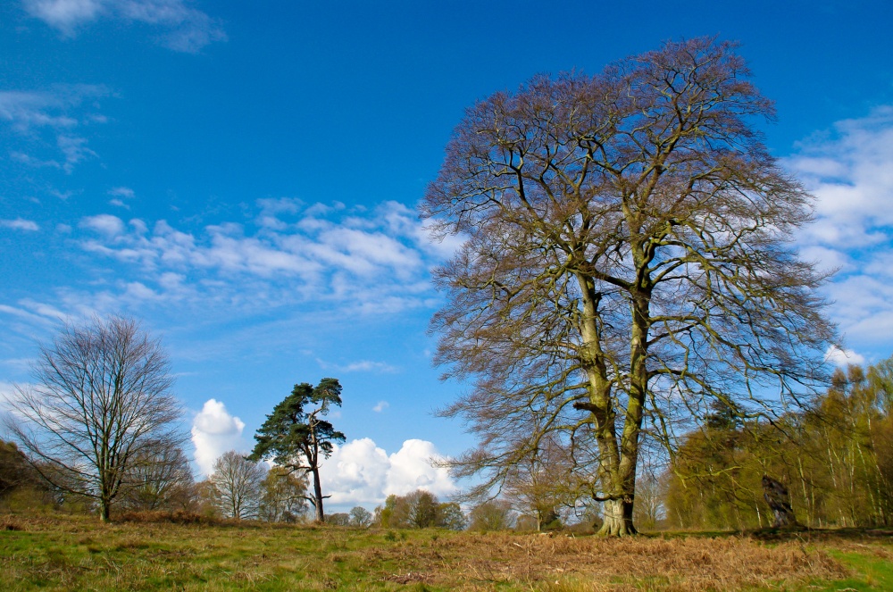 Clumber Park, Nottinghamshire photo by Mick Carver