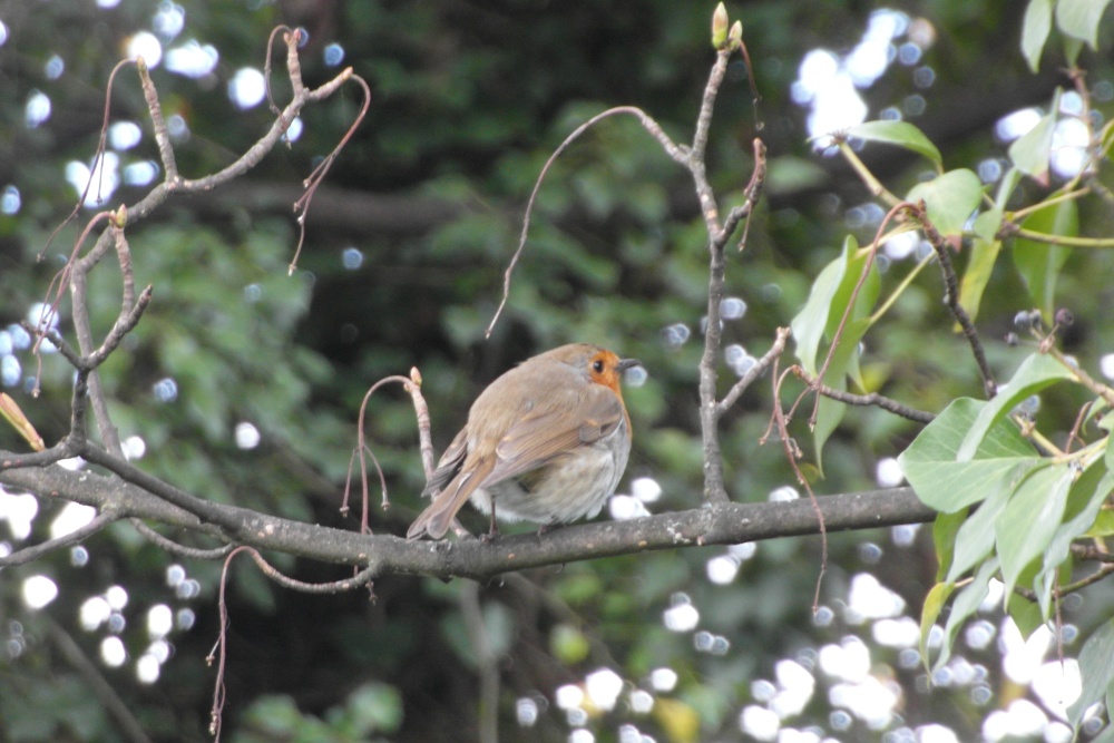 All puffed up and nowhere to go