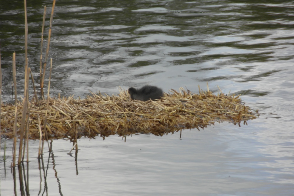 Photograph of Hurry up Mum I'm getting all lonely!