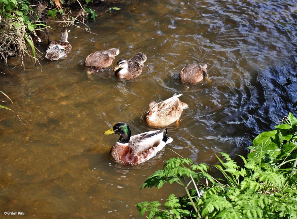 Stour Valley Spring, Shillingstone.