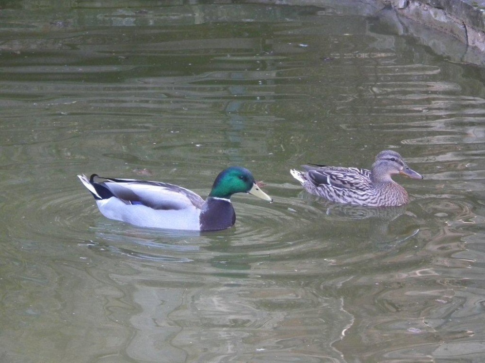 Ducks on the river Avon in Tewkesbury