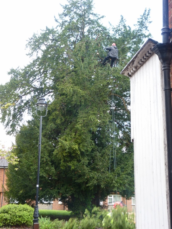 Bookham tree gets a haircut