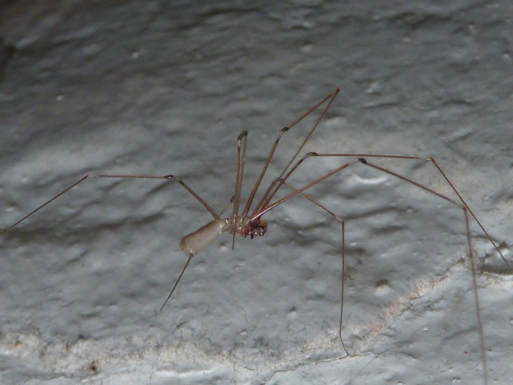 Great Bookham resident