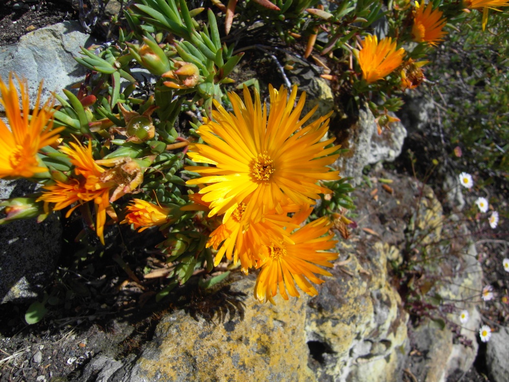 Ventnor Botanical Garden photo by Nigel Kyte