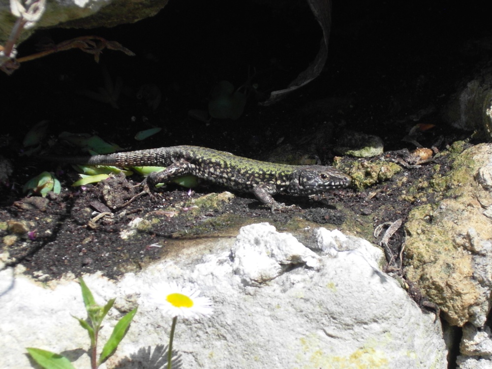 Ventnor Botanical Garden photo by Nigel Kyte