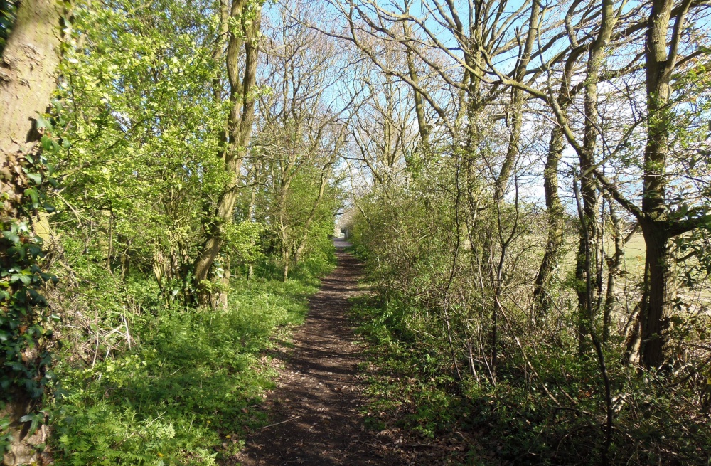 A tree covered lane