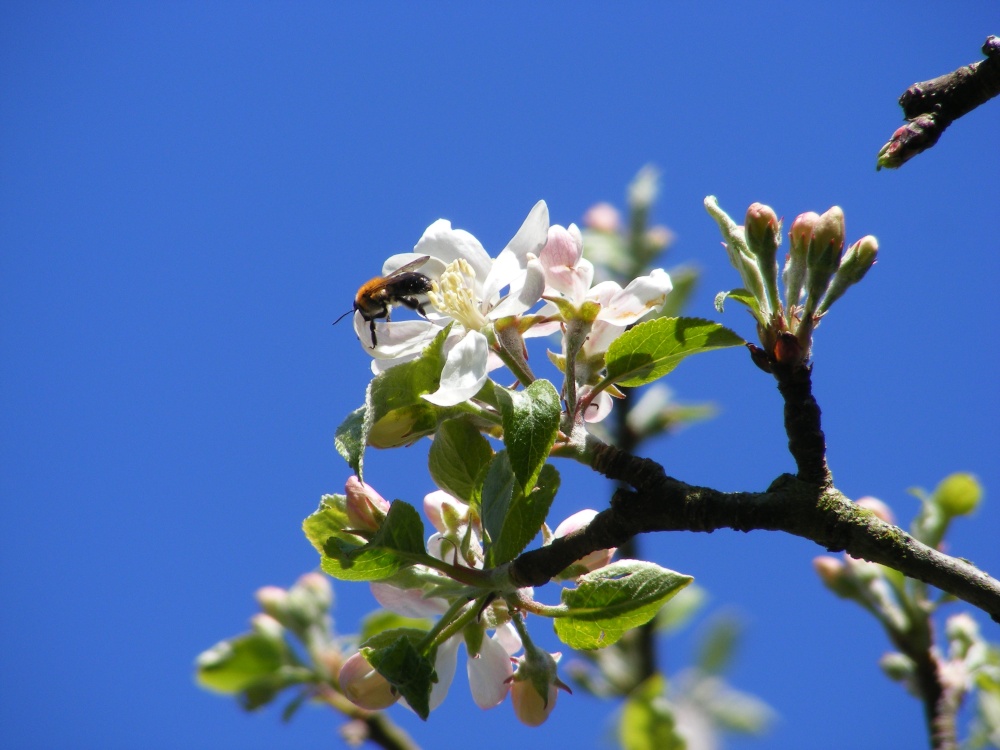 Photograph of Apple Blossom and Bee