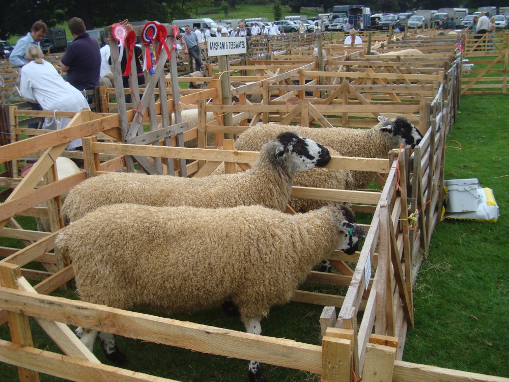 Ripley Show, Aug 2011