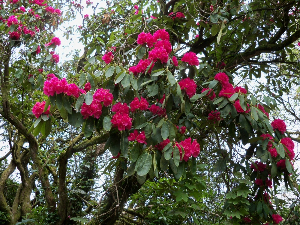 Photograph of Rhododendron