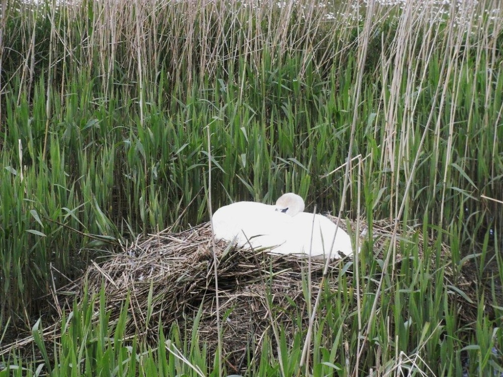 Swan nesting at Southwold
