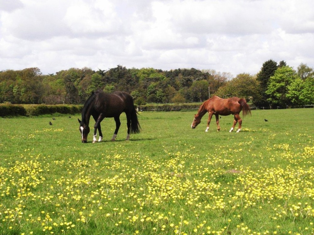 Grazing at South Cove