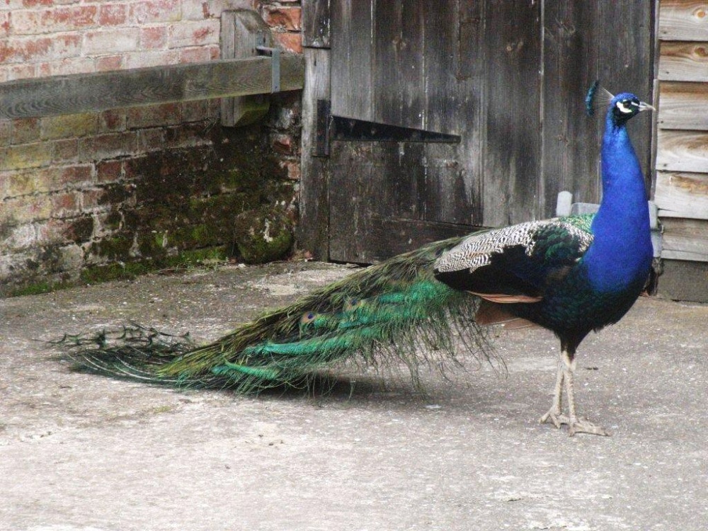 Photograph of Did not feel like displaying his beauty at Thornham