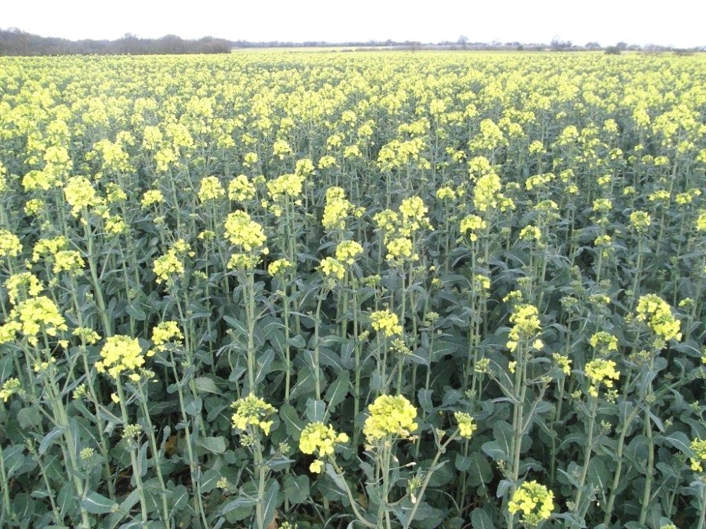 Photograph of Acres and Acres of Oilseed Rape at Horham