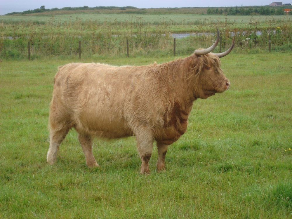 Highland cattle at John O'Groats