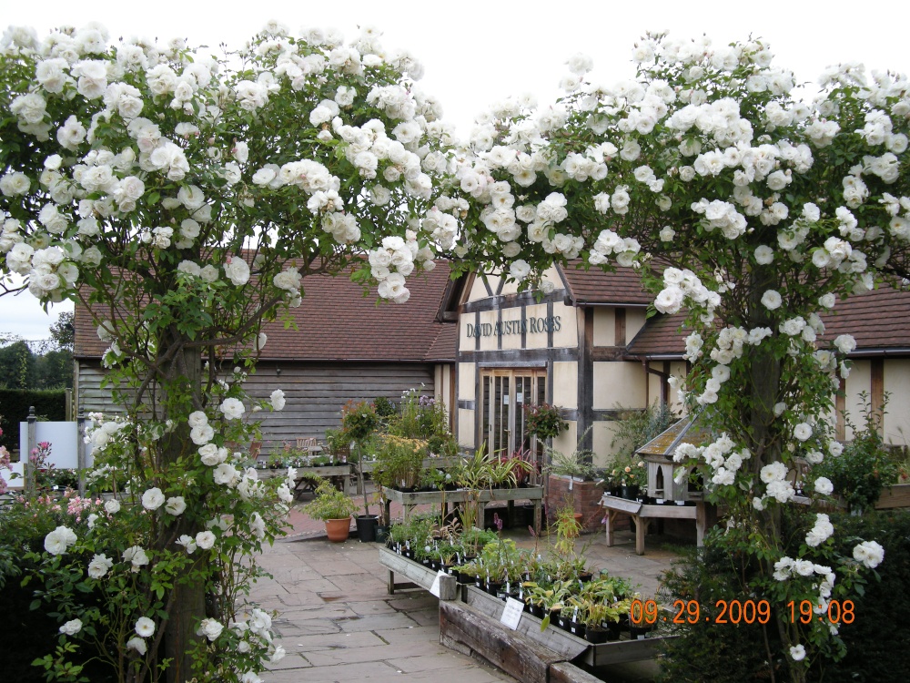 Photograph of David Austin Roses Gardens
