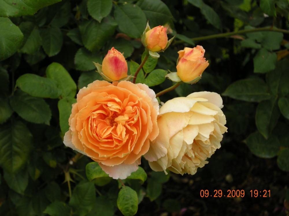 Photograph of David Austin Rose Garden