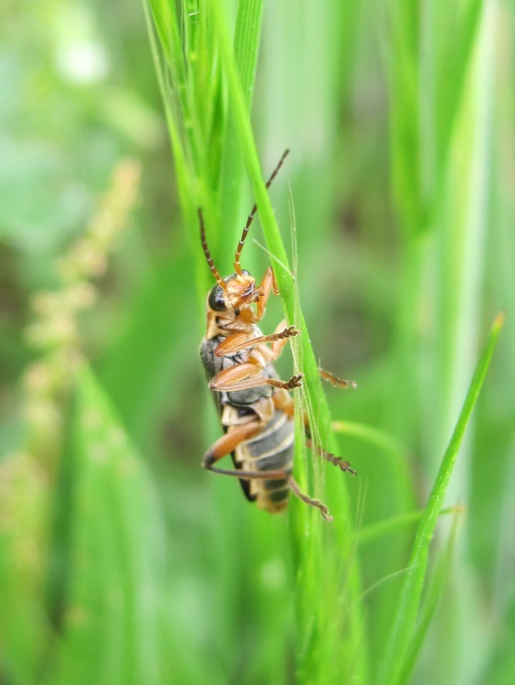 Saltwells Nature Reserve,  just hanging around