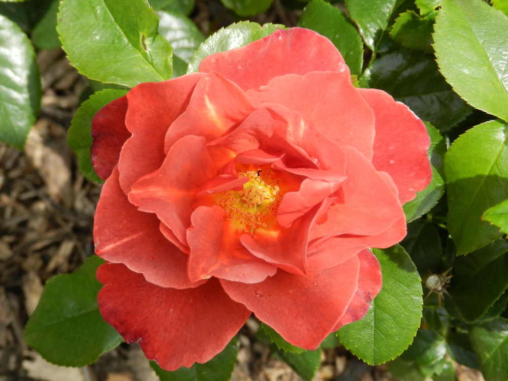 Borde Hill Garden 24 June 2011