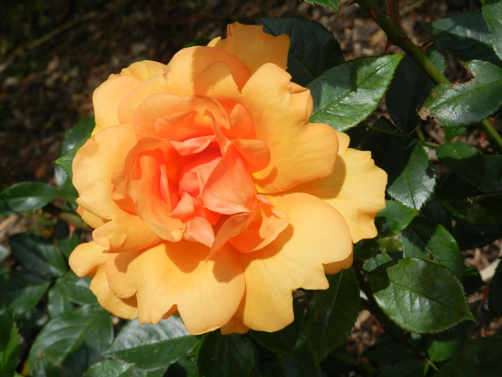 Borde Hill Garden 24 June 2011 photo by Cees Zeelenberg