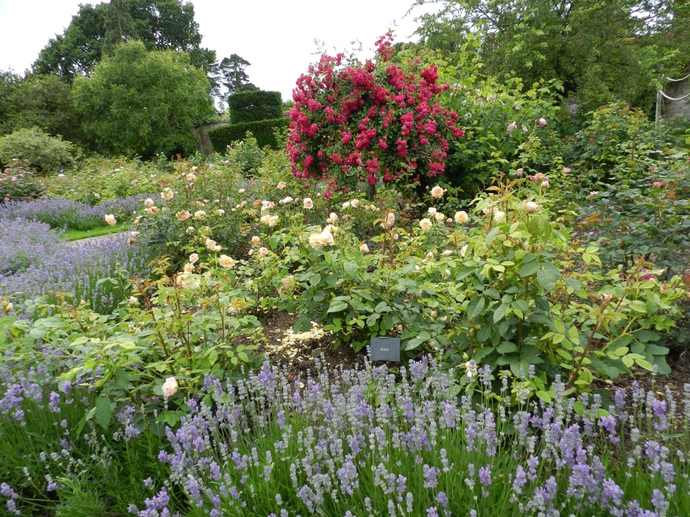 Borde Hill Garden 24 June 2011