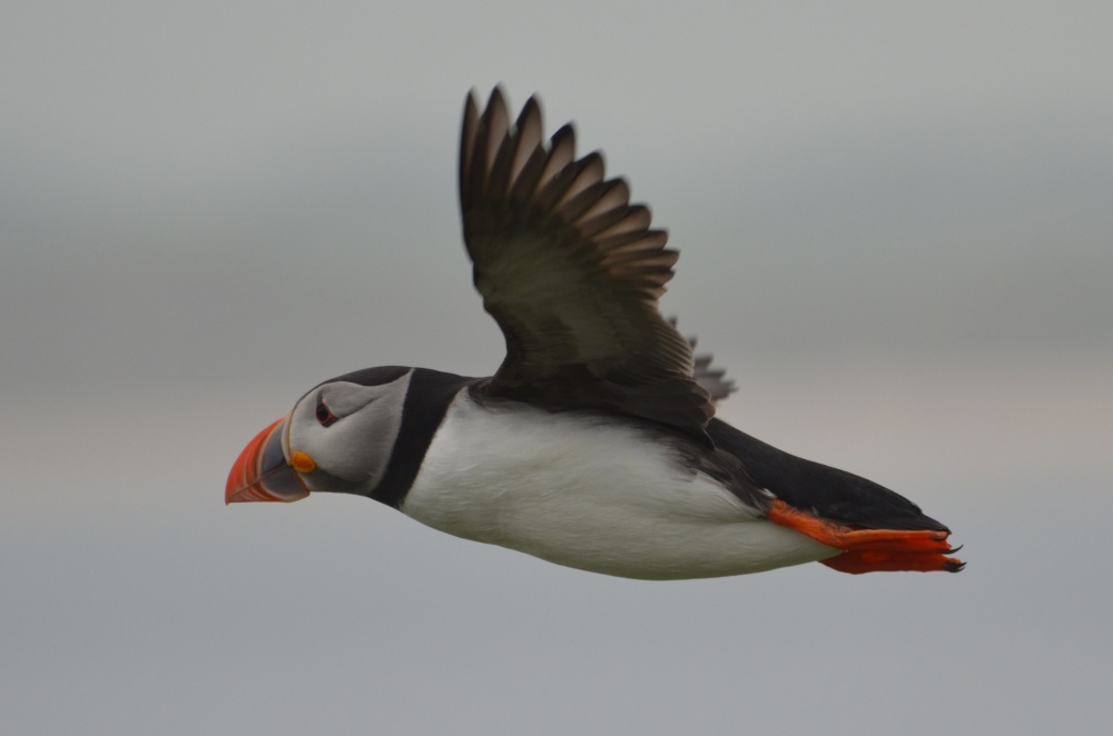 Puffin, Staple Island