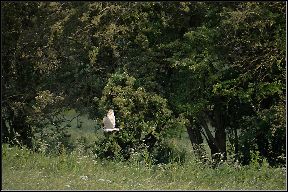 Distant Owl, Great Doddington.